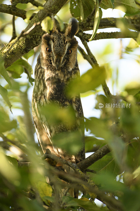 秋天的一天，长耳猫头鹰(Asio otus)高高地坐在一棵绿色树叶的苹果树上。